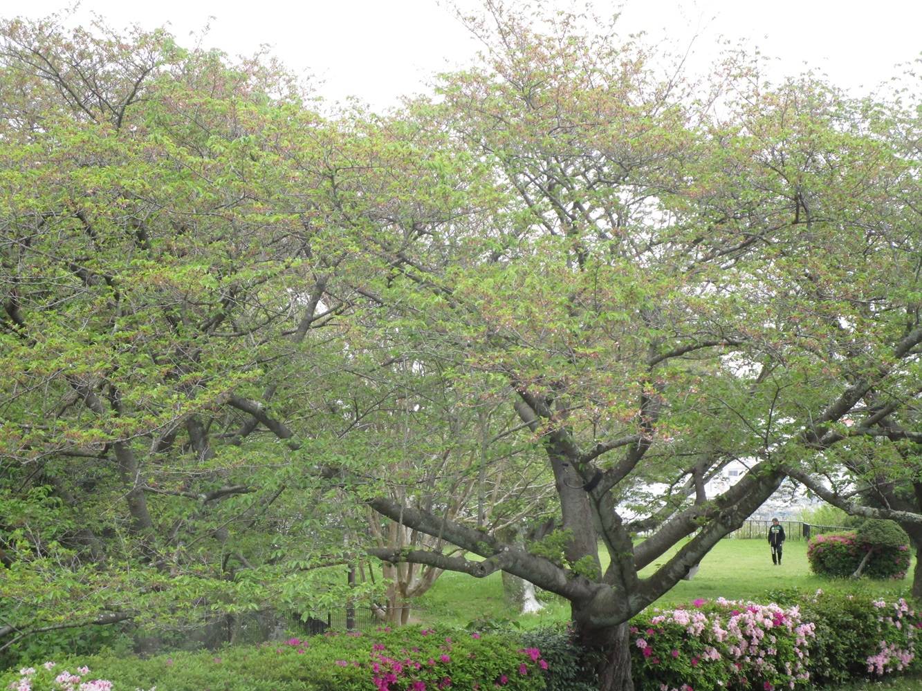 桜開花情報【2024年4月20日】の写真
