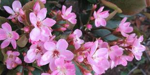 博文邸　花だより　2024年4月24日