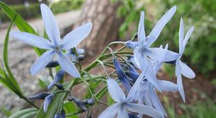  博文邸　花だより　2024年4月19日