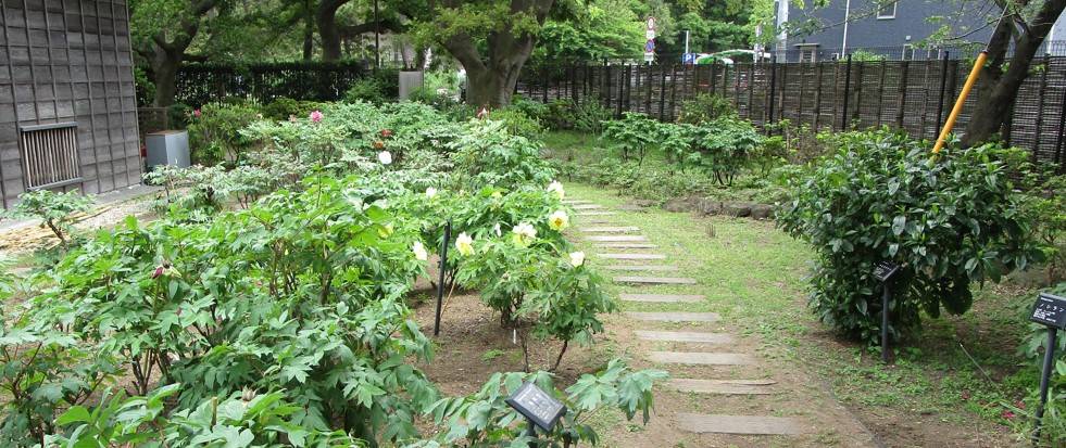 博文邸 花だより【牡丹編】 2024年4月29日の写真
