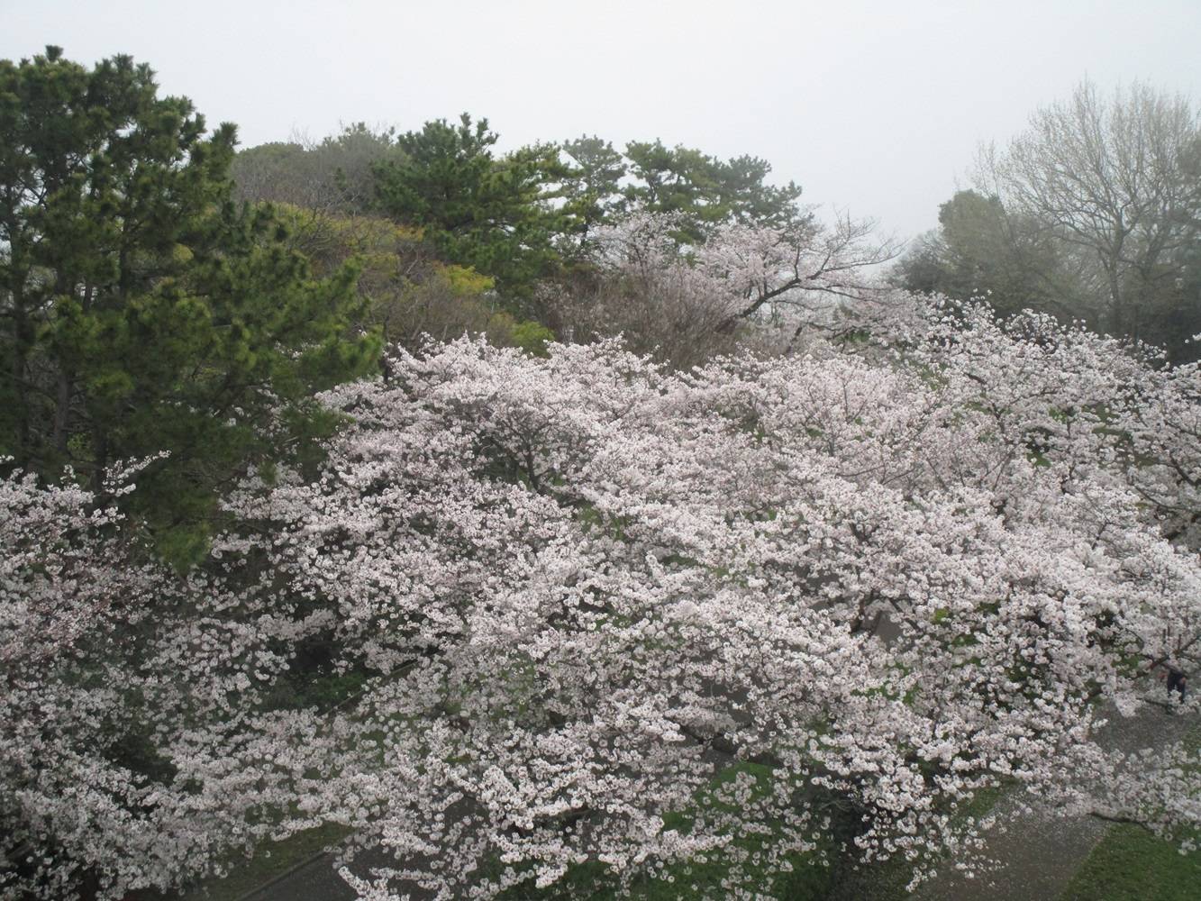 桜開花情報【2024年4月8日】の写真