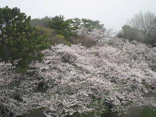 桜開花情報【2024年4月8日】
