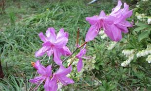 博文邸　花だより　2024年4月5日