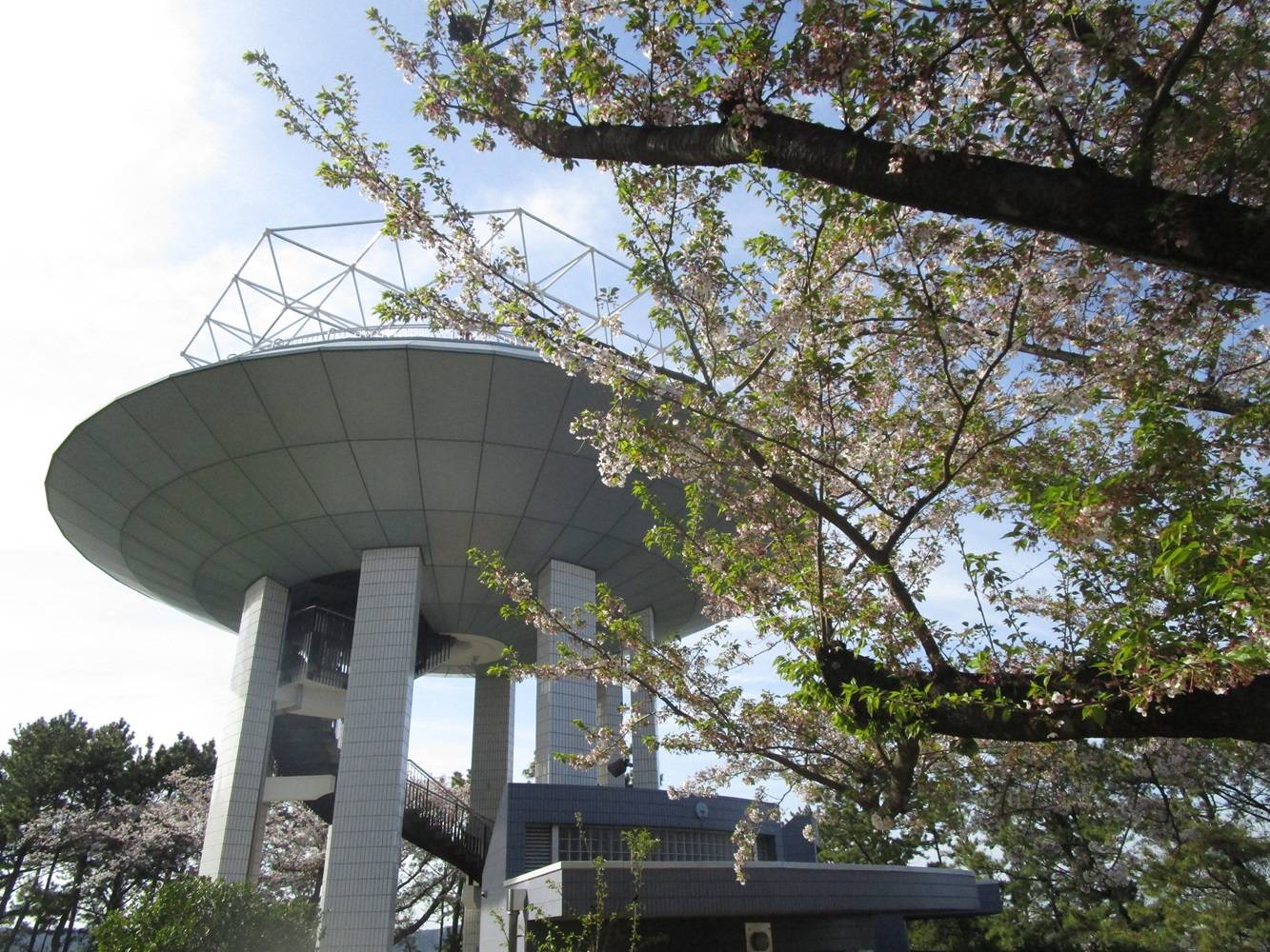 桜開花情報【2024年4月13日】の写真