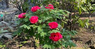  博文邸　花だより【牡丹編】2024年4月11日