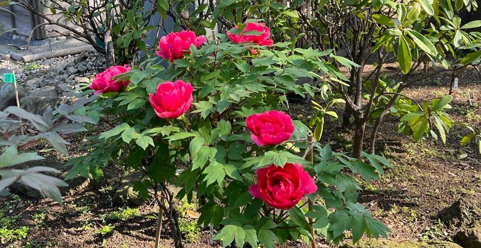 博文邸 花だより【牡丹編】2024年4月11日の写真