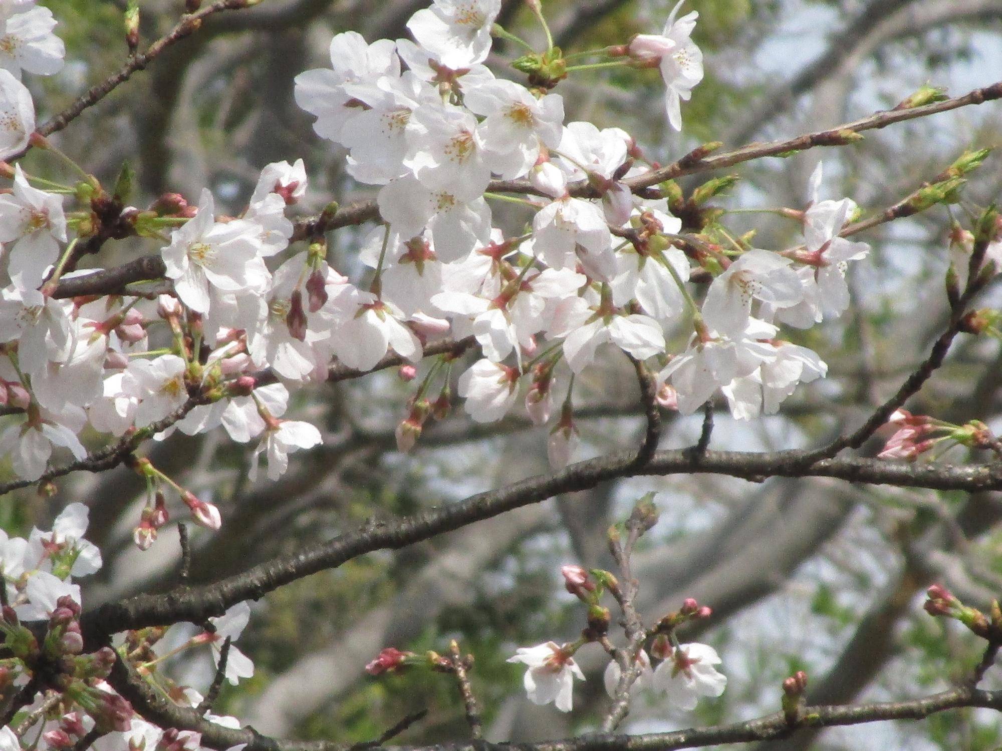 桜開花情報【2024年4月2日】の写真