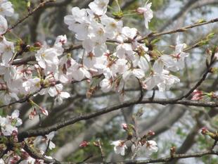 桜開花情報【2024年4月2日】
