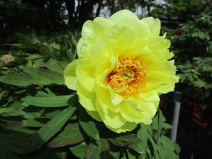 博文邸　花だより【牡丹編】　2024年4月23日