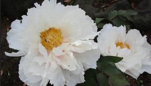 博文邸　花だより【牡丹編】　2024年4月26日