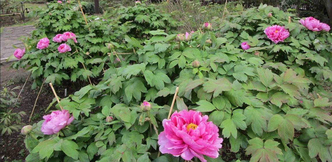 博文邸 花だより【牡丹編】2024年4月6日の写真
