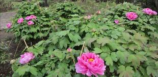  博文邸　花だより【牡丹編】2024年4月6日