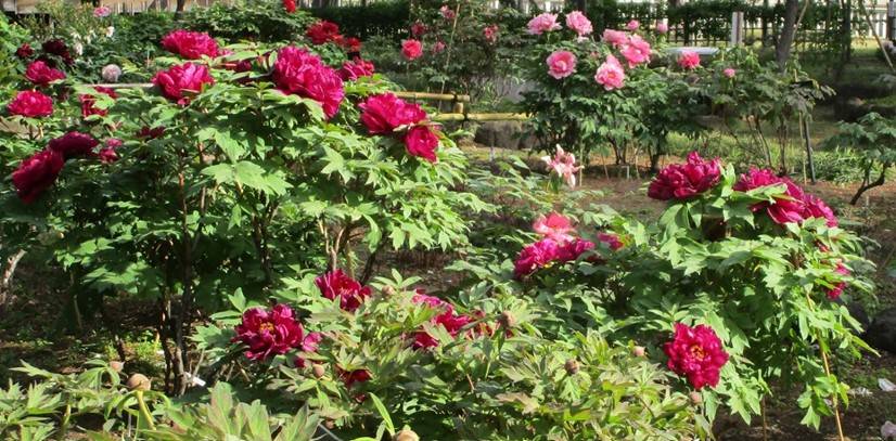 博文邸 花だより【牡丹編】2024年4月20日の写真