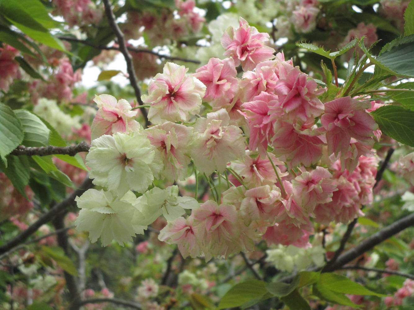 平安時代の貴族の衣服をまとった桜(ギョイコウ)【2024年4月21日】の写真