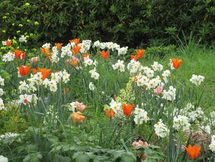 GREEN x EXPO 応援花壇【2024年4月8日】