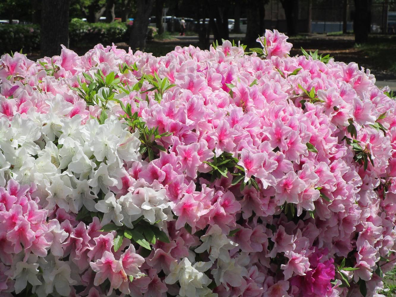 花だより【2024年4月25日】の写真