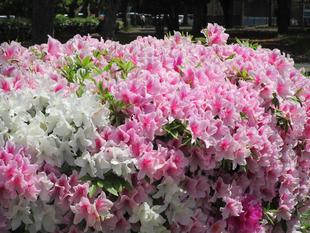 花だより【2024年4月25日】