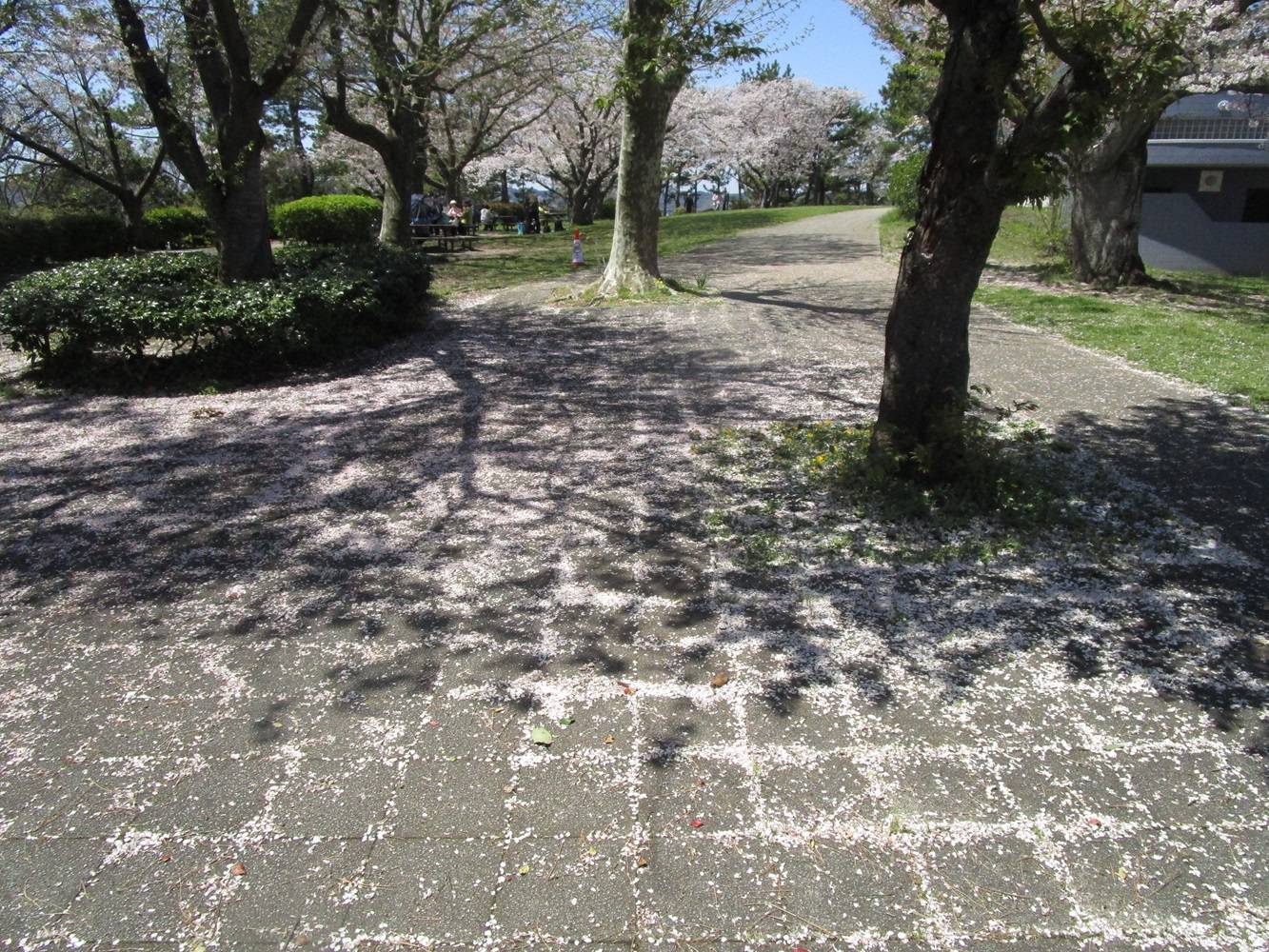 桜開花情報【2024年4月10日】の写真
