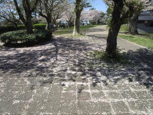 桜開花情報【2024年4月10日】