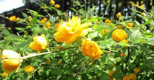 博文邸　花だより　2024年4月13日