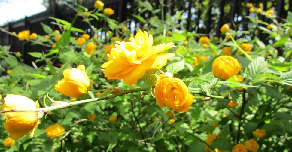 博文邸 花だより 2024年4月13日の写真