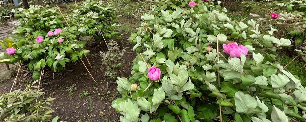 博文邸 花だより【牡丹編】2024年4月5日の写真