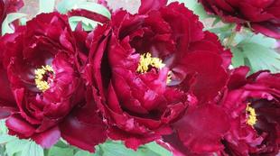 博文邸　花だより【牡丹編】2024年4月17日