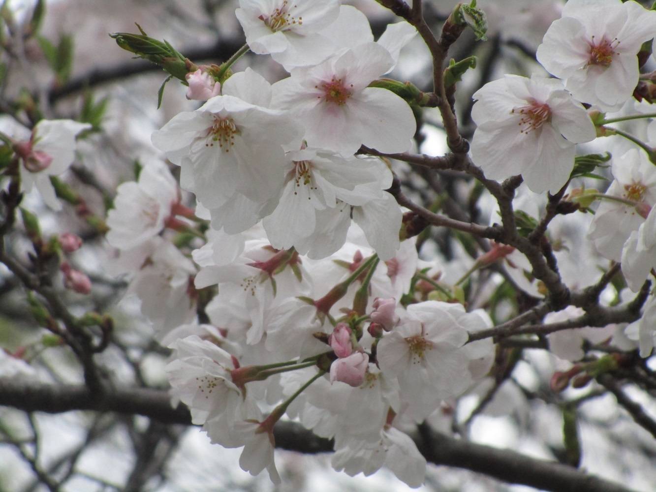 桜開花情報【2024年4月6日】(桜開花)の写真