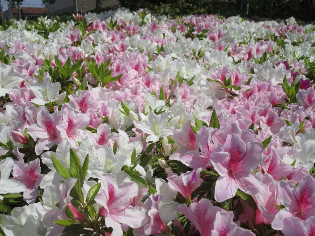 花壇情報【2024年4月15日】の写真