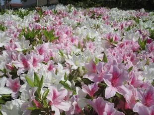 花壇情報【2024年4月15日】