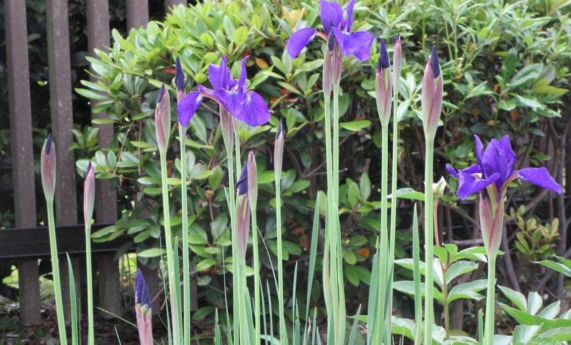 博文邸 花だより 2024年4月29日の写真