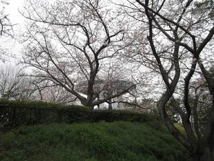 桜開花情報【2024年4月3日】