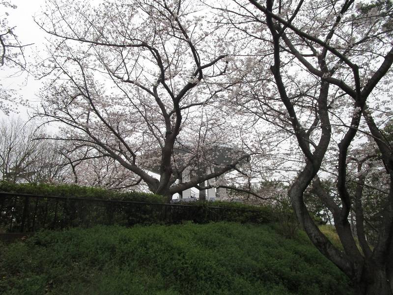 桜開花情報【2024年4月3日】の写真