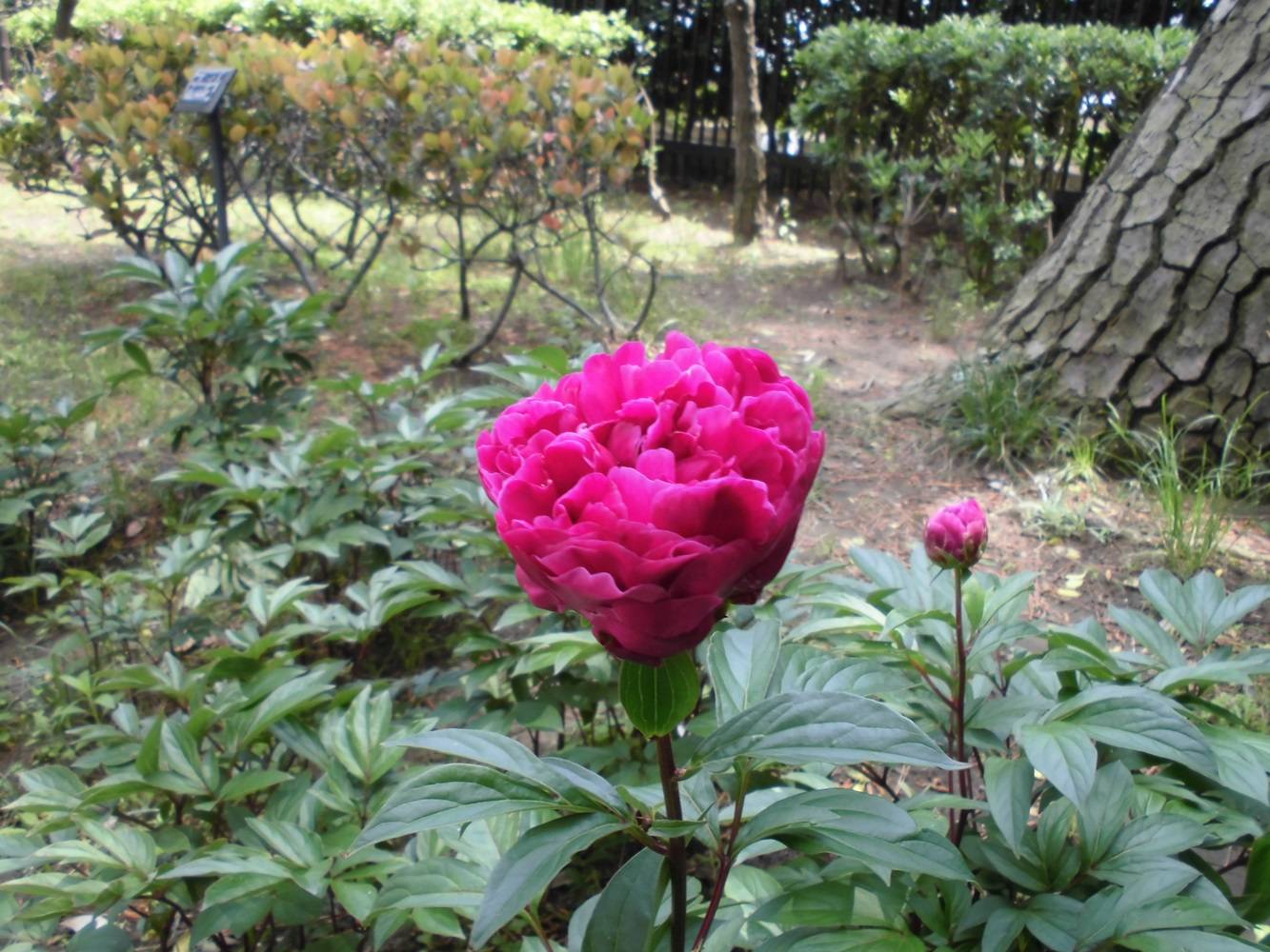 博文邸 花だより 2024年5月8日の写真