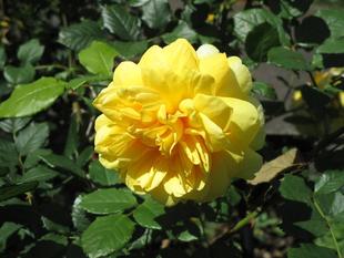 花だより【2024年5月16日】