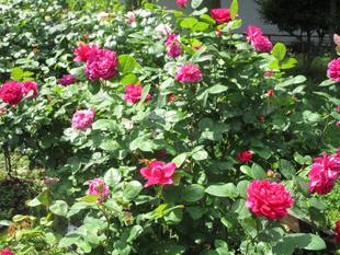 花だより【2024年5月8日】