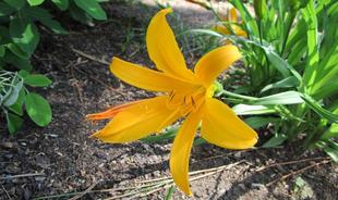 博文邸 花だより 2024年5月4日