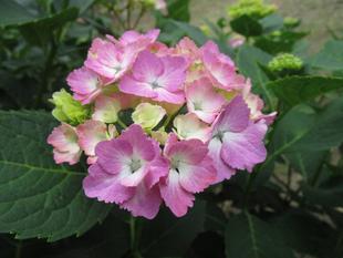 花だより【2024年5月25日】