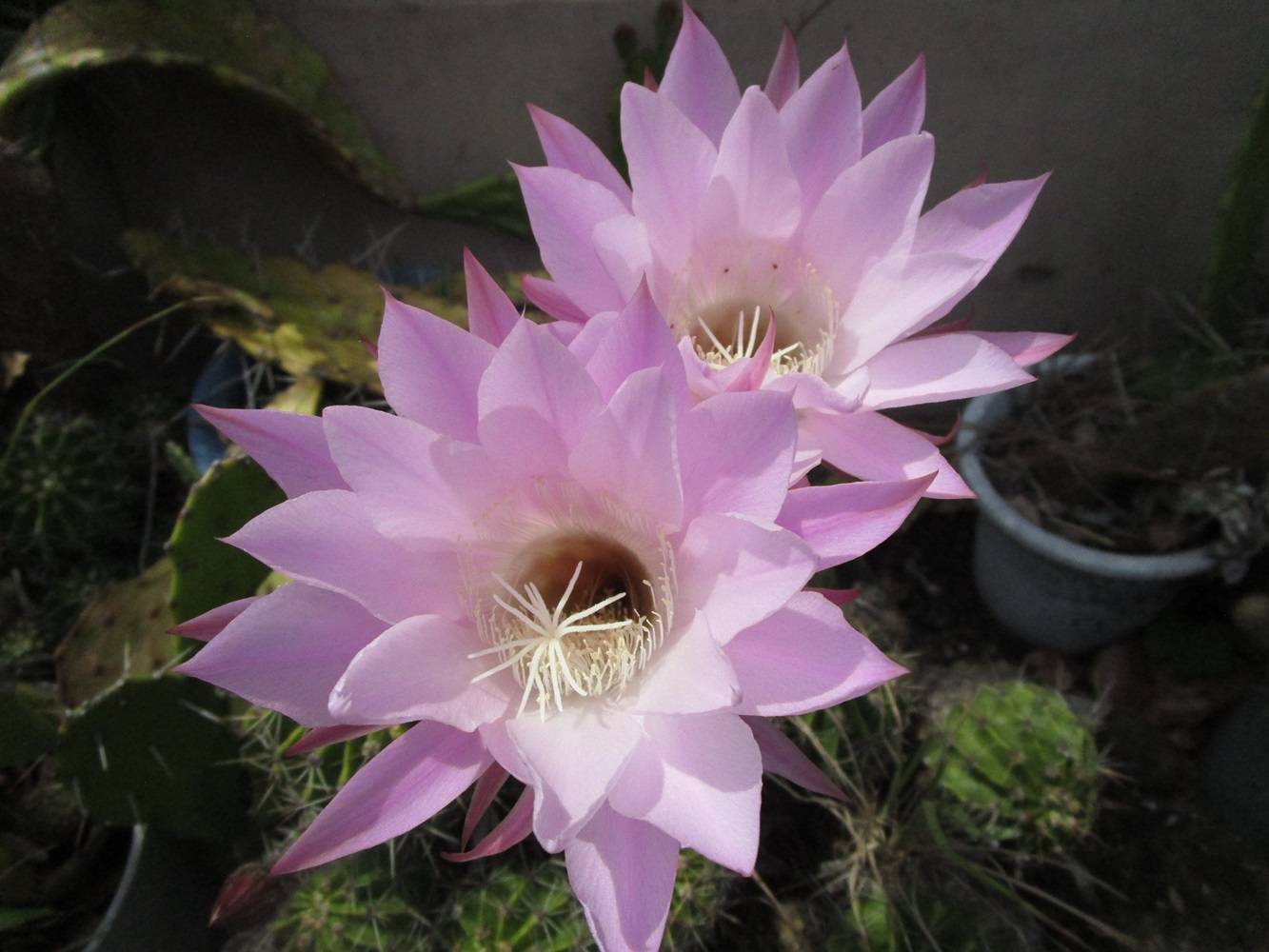 花だより【2024年5月21日】の写真