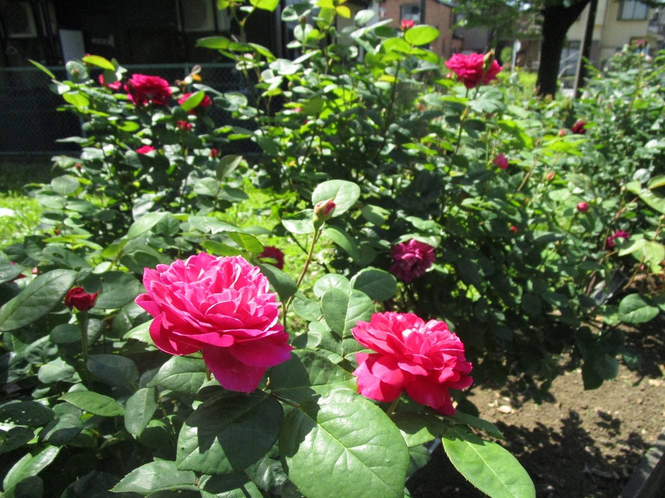 花だより【2024年5月4日】の写真