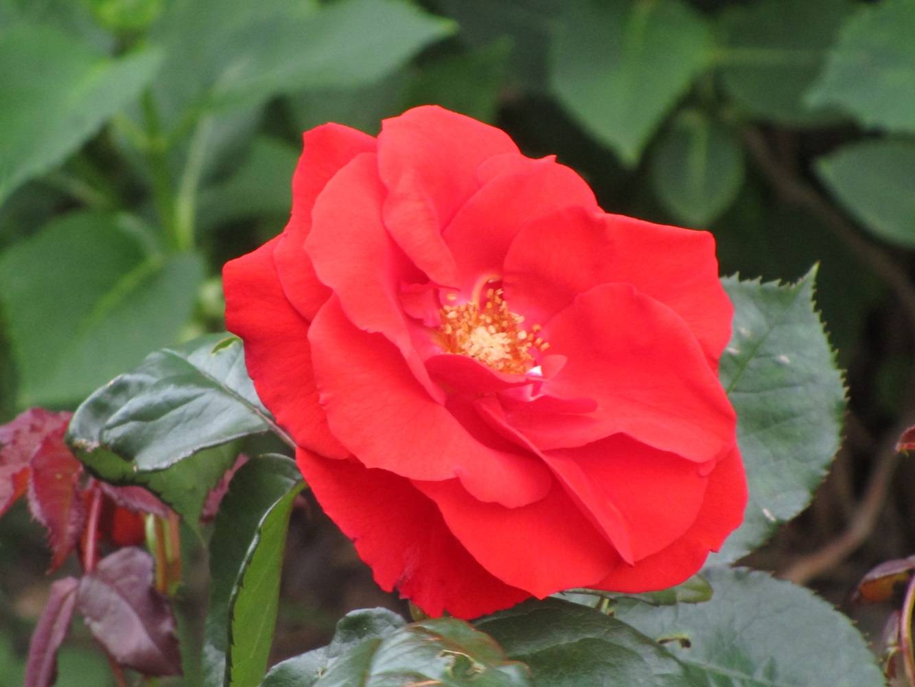 花だより【2024年5月6日】の写真