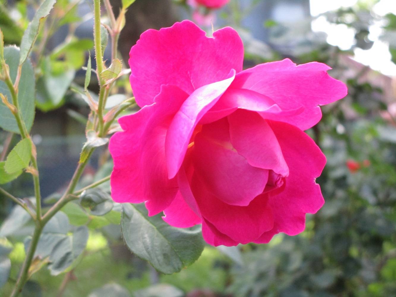 花だより【2024年5月9日】の写真