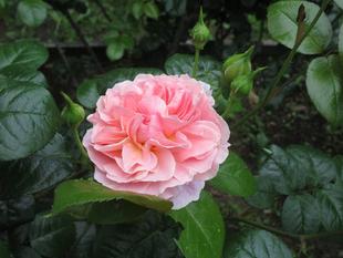 花だより【2024年5月1日】