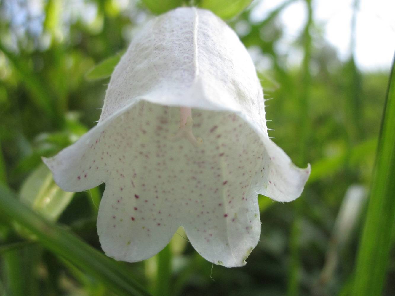 園内のいろいろな草花【2024年6月5日】の写真