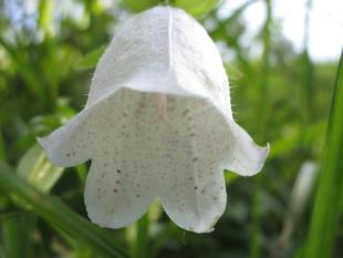 園内のいろいろな草花【2024年6月5日】