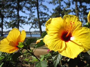 園内のいろいろな草花【2024年6月16日】
