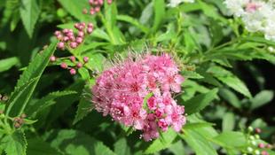 博文邸 花だより「シモツケ」 2024年6月13日