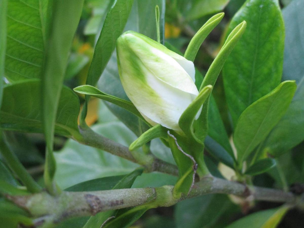 花だより【2024年6月11日】～ クチナシの花|｜ブログ|野島公園/旧伊藤