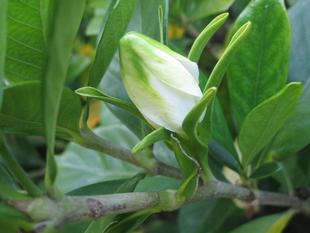 花だより【2024年6月11日】~ クチナシの花