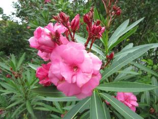 花だより【2024年6月17日】